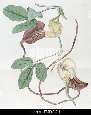 Edwards botanisches Register (Platte 1406) Stockfoto