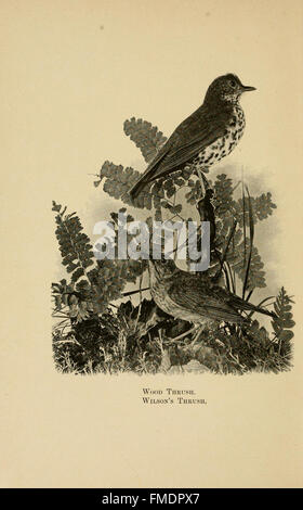 Handbuch der Vögel des östlichen Nordamerika (Platte XXI) Stockfoto