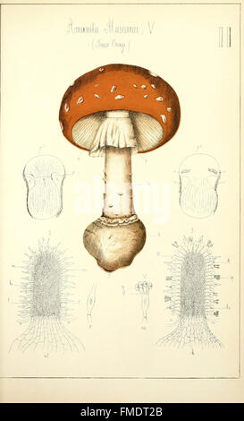 Histoire Naturelle des Champignons Lebensmittel et vC3A9nC3A9neux (pl. II) Stockfoto