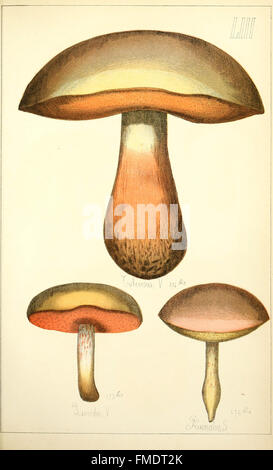 Histoire Naturelle des Champignons Lebensmittel et vC3A9nC3A9neux (pl. LIII) Stockfoto