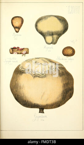 Histoire Naturelle des Champignons Lebensmittel et vC3A9nC3A9neux (pl. LXVII) Stockfoto