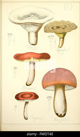 Histoire Naturelle des Champignons Lebensmittel et vC3A9nC3A9neux (pl. XLV) Stockfoto