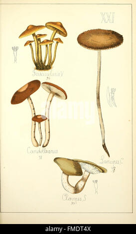 Histoire Naturelle des Champignons Lebensmittel et vC3A9nC3A9neux (pl. XXI) Stockfoto