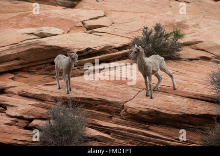 Wüste Bighorn Schafe Lämmer, Zion Nationalpark, Utah Stockfoto