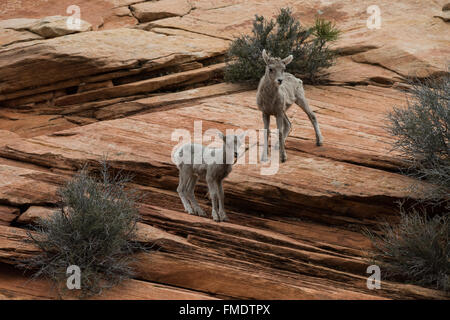 Wüste Bighorn Schafe Lämmer auf roten Felsen, Zion Nationalpark, Utah Stockfoto