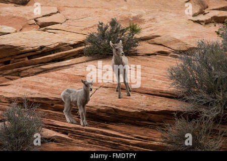 Wüste Bighorn Schafe Lämmer auf glatten Felsen, Zion Nationalpark, Utah Stockfoto