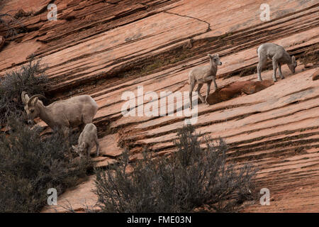 Wüste Bighorn Schafe Familiengruppe, Zion Nationalpark, Utah Stockfoto