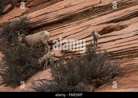 Wüste Bighorn Schafe Familiengruppe, Zion Nationalpark, Utah Stockfoto