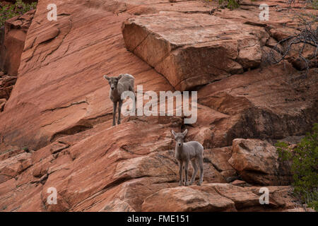 Wüste Bighorn Schafe Lämmer, Zion Nationalpark, Utah Stockfoto