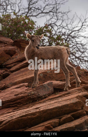 Wüste Bighorn Schafe Lamm, Zion Nationalpark, Utah Stockfoto