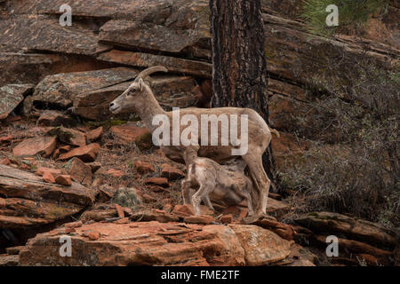 Desert Bighorn Schafe Lamm Krankenpflege, Zion Nationalpark, Utah Stockfoto