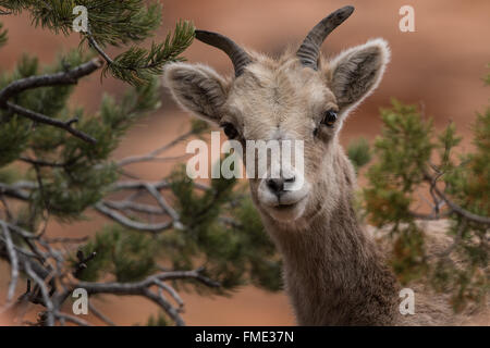 Wüste Bighorn Schafe Ewe, Zion Nationalpark, Utah Stockfoto