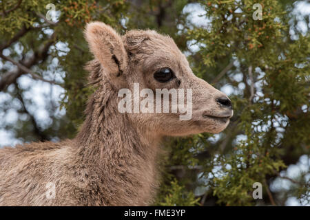 Wüste Bighorn Schafe Lamm, Zion Nationalpark, Utah Stockfoto