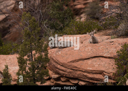 Wüste Bighorn Schafe Lämmer Handauflegen Slickrock, Zion Nationalpark, Utah Stockfoto