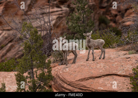 Wüste Bighorn Schafe Lämmer, Zion Nationalpark, Utah Stockfoto