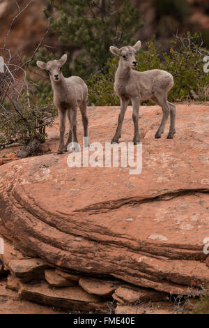 Wüste Bighorn Schafe Lämmer, Zion Nationalpark, Utah Stockfoto