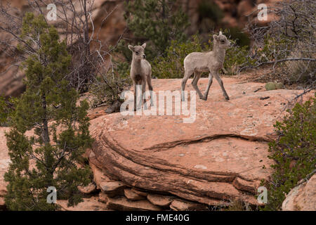 Wüste Bighorn Schafe Lämmer, Zion Nationalpark, Utah Stockfoto