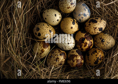 Frische Wachteleier in einem Nest auf einem hölzernen rustikalen Hintergrund Stockfoto