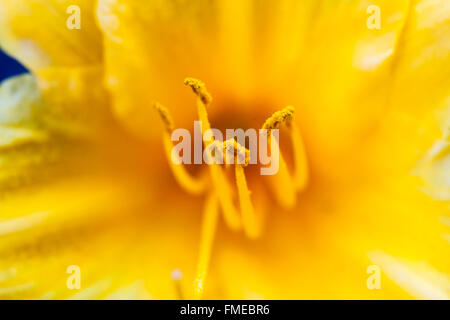 Makro Nahaufnahme der Staubblätter einer leuchtend gelben Blume. Stockfoto