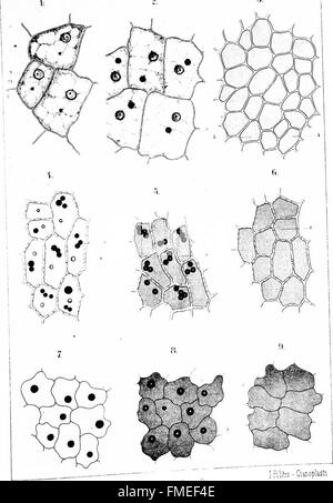 In dieser Studie werden Elaoplasten sowohl in Monokotten- als auch in Dikotpflanzen untersucht und ihre Rolle bei der Anthocyanproduktion hervorgehoben. Es erforscht auch eine einzigartige Zellstruktur, die in zwei Orchideenarten gefunden wird, die die Pigmentbildung beeinflussen können. Stockfoto