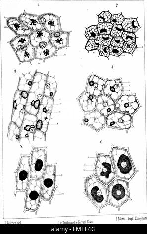 Diese Studie aus dem Jahr 1914 untersucht das Vorhandensein und die Funktion von Eelaioplasten in mono- und dikotyledonösen Pflanzen, wobei der Schwerpunkt auf Zellkörpern liegt, die an der Anthocyanbildung beteiligt sind. Es untersucht auch einen einzigartigen Zellkörper, der in zwei Orchideenarten vorkommt und zur Pflanzenbiologie beiträgt. Stockfoto