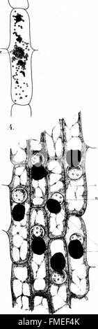Diese Studie aus dem Jahr 1914 untersucht die Rolle von Eelaioplasten in Monokotten- und Dikotpflanzen sowie in spezialisierten Zellkörpern, die für die Produktion von Anthocyan verantwortlich sind. Es beschreibt auch einzigartige Strukturen, die in zwei Orchideenarten gefunden wurden. Stockfoto