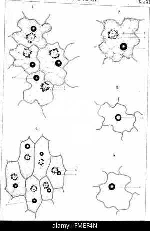 Diese Studie aus dem Jahr 1914 erforscht Eelaioplasten in monokotyledonösen und dikotyledonösen Pflanzen, analysiert ihre Rolle bei der Lipidspeicherung und ihre Verbindung zur Anthocyanproduktion, zusammen mit einer Untersuchung spezialisierter Zellstrukturen in Orchideen. Stockfoto