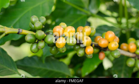 Kaffeebohnen wachsen auf Baum Stockfoto