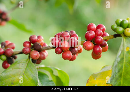 Kaffeebohnen wachsen auf Baum Stockfoto