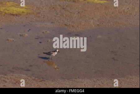 Seeregenpfeifer Charadrius Nivosus, Futter für Lebensmittel in den Sumpf an der Bolsa Chica Feuchtgebiete in Huntington Beach, Kalifornien, Uni Stockfoto