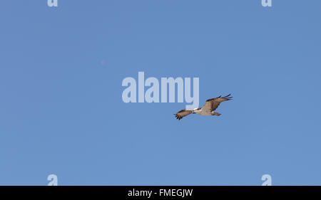 Fischadler Vogel, Pandion Haliaetus, fliegt vor einem blauen Himmel im Frühjahr in Süd-Kalifornien, USA Stockfoto