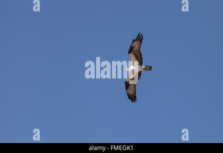 Fischadler Vogel, Pandion Haliaetus, fliegt vor einem blauen Himmel im Frühjahr in Süd-Kalifornien, USA Stockfoto