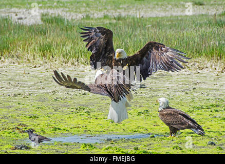 Territoriale Weißkopf-Seeadler, sparring Stockfoto