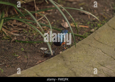 Superb Starling, Glanzstare Superbus Vogel findet sich in Afrika Stockfoto