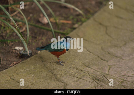 Superb Starling, Glanzstare Superbus Vogel findet sich in Afrika Stockfoto
