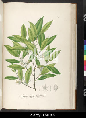 Plantarum Brasiliae Faltumschlag et Descriptiones Hactenus Ineditae (Platte 137) Stockfoto