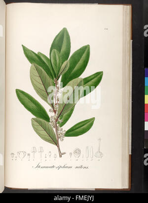 Plantarum Brasiliae Faltumschlag et Descriptiones Hactenus Ineditae (Platte 158) Stockfoto