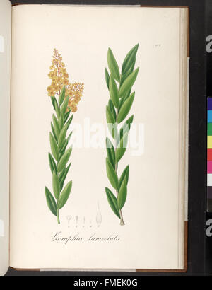 Plantarum Brasiliae Faltumschlag et Descriptiones Hactenus Ineditae (Teller 178) Stockfoto