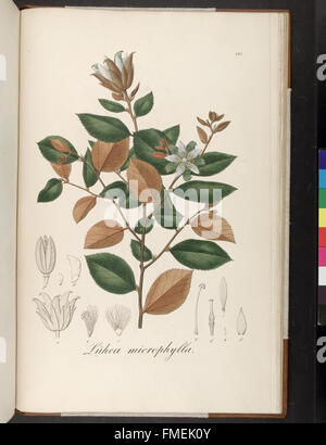 Plantarum Brasiliae Faltumschlag et Descriptiones Hactenus Ineditae (Platte 187) Stockfoto