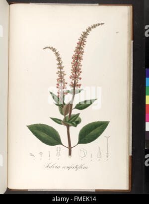 Plantarum Brasiliae Faltumschlag et Descriptiones Hactenus Ineditae (Platte 190) Stockfoto