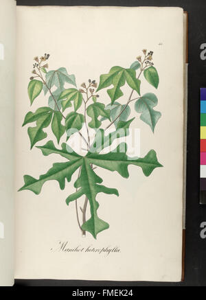 Plantarum Brasiliae Faltumschlag et Descriptiones Hactenus Ineditae (Platte 31) Stockfoto