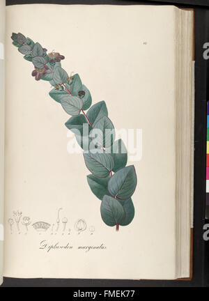 Plantarum Brasiliae Faltumschlag et Descriptiones Hactenus Ineditae (Platte 66) Stockfoto