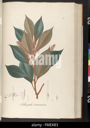 Plantarum Brasiliae Faltumschlag et Descriptiones Hactenus Ineditae (Platte 87) Stockfoto