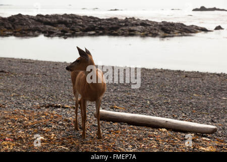 Hirsche im Cape Scott Provincial Park auf Vancouver Island, BC Stockfoto