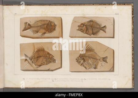 Recherches Sur Les Poissons Fossilien (Registerkarte "39) Stockfoto