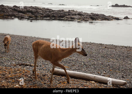 Hirsche im Cape Scott Provincial Park auf Vancouver Island, BC Stockfoto