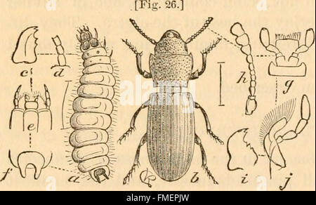 Jährlich einen Bericht über die schädlichen Insekten des Staates Illinois (1867) Stockfoto