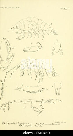 Bericht über die zoologischen Sammlungen im Indo-Pazifischen Ozean während the Voyage of H.M.S "Alert 1881-2 (pl. XXXIV)" Stockfoto