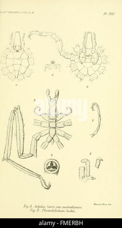 Bericht über die zoologischen Sammlungen im Indo-Pazifischen Ozean während the Voyage of H.M.S "Alert 1881-2 (pl. XXXV)" Stockfoto