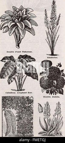 Beschreibende Jahreskatalog der Schwill - hochwertige Samen, Bäume und Pflanzen (1910)
